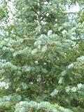 Select Blue White Fir